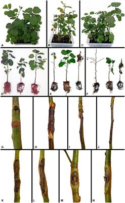 Response of Alnus glutinosa to Phytophthora bark infections at ambient and elevated CO2 levels